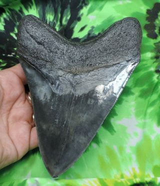 Megalodon Sharks Tooth 6  inch fossil sharks tooth sharks teeth 5