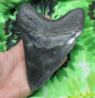 Megalodon Sharks Tooth 6  inch fossil sharks tooth sharks teeth 7