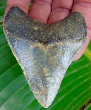 Megalodon Shark Tooth - Rare 2 & 7/8 In Venice Beach,  Florida - No Resto