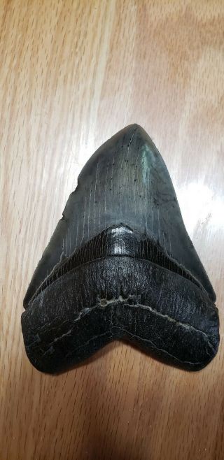 Huge,  Serrated 5.  71 " Megalodon Tooth