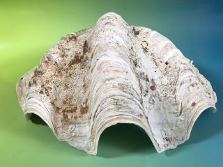 Large Giant Natural Clam Shell Tridacna Gigas Seashell
