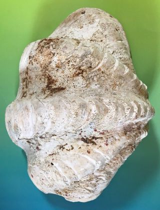 Large Giant Natural Clam Shell Tridacna Gigas Seashell 2