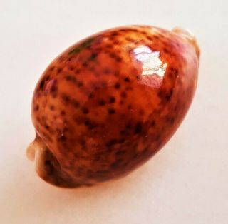 Seashell Cypraea Pantherina Funebralis Shell