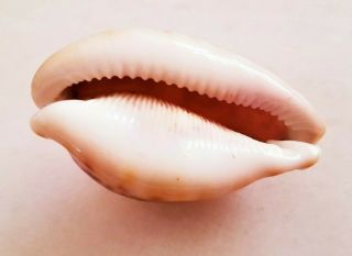 Seashell Cypraea pantherina funebralis Shell 7