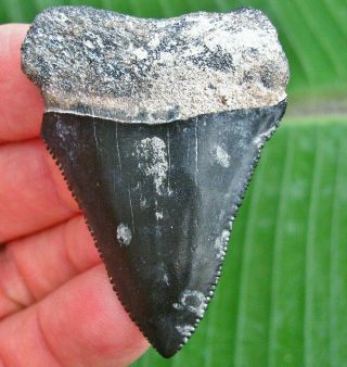Huge Venice Florida Fossil Great White Shark Tooth Not Megalodon Teeth Scuba