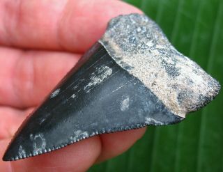 HUGE Venice Florida Fossil Great White Shark Tooth not Megalodon teeth Scuba 2
