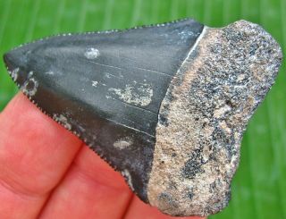 HUGE Venice Florida Fossil Great White Shark Tooth not Megalodon teeth Scuba 3