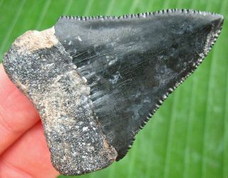 HUGE Venice Florida Fossil Great White Shark Tooth not Megalodon teeth Scuba 4