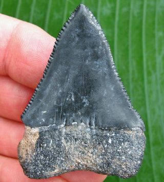 HUGE Venice Florida Fossil Great White Shark Tooth not Megalodon teeth Scuba 6