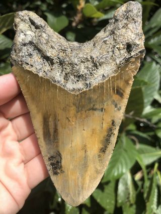 Huge Colorful 5.  06” Megalodon Tooth Fossil Shark Teeth