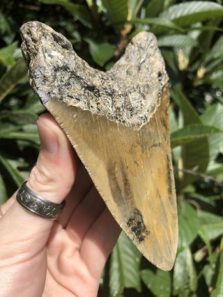 Huge Colorful 5.  06” Megalodon Tooth Fossil Shark Teeth 2