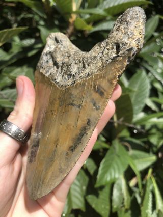 Huge Colorful 5.  06” Megalodon Tooth Fossil Shark Teeth 3