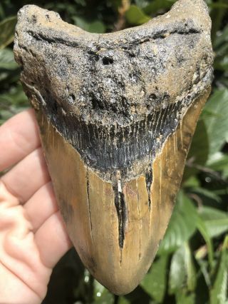 Huge Colorful 5.  06” Megalodon Tooth Fossil Shark Teeth 4