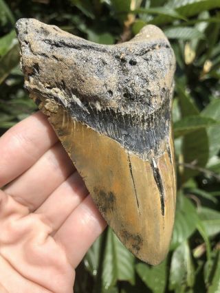 Huge Colorful 5.  06” Megalodon Tooth Fossil Shark Teeth 5