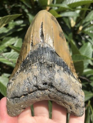 Huge Colorful 5.  06” Megalodon Tooth Fossil Shark Teeth 7