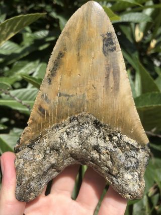 Huge Colorful 5.  06” Megalodon Tooth Fossil Shark Teeth 8