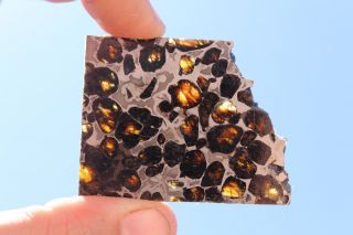 Sericho Meteorite Pallasite From Kenya Part Slice 12.  7 Grams