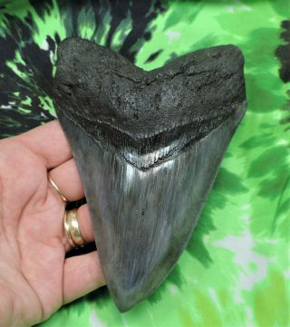 Megalodon Sharks Tooth 5 7/16  Inch Fossil Sharks Tooth Teeth
