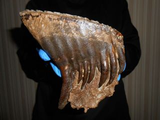 Fossil Woolly Mammoth Tooth,  Jaw ！,  ！with Great Roots Preserved！！