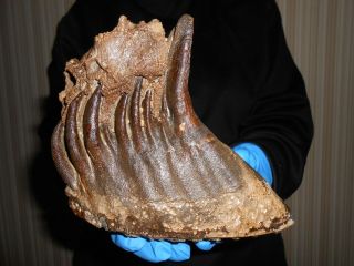 Fossil Woolly Mammoth TOOTH,  JAW ！,  ！with great ROOTS preserved！！ 3