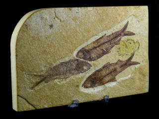 3 Three 3.  4 In Knightia Eocaena Fossil Fish Green River Wy Eocene Age,  Stand