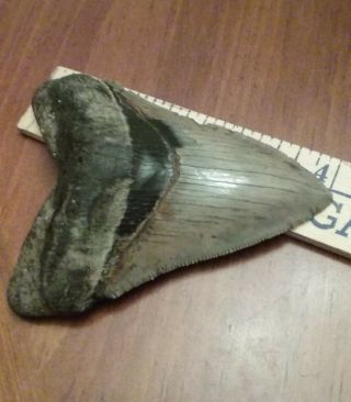 Megalodon Shark Tooth 4 In.  Plus - Real Fossil Sharks Tooth - No Restorations