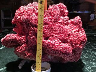 Red Pipe Organ Coral