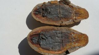 Coelacanth Fish Fossil Trias 250 Mio Madagascar (co - 171 / 3427)