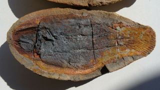 COELACANTH fish fossil Trias 250 mio Madagascar (CO - 171 / 3427) 2