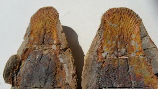 COELACANTH fish fossil Trias 250 mio Madagascar (CO - 171 / 3427) 4
