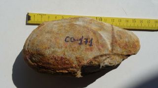 COELACANTH fish fossil Trias 250 mio Madagascar (CO - 171 / 3427) 7