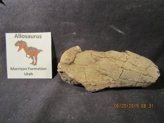 Dinosaur Bone Fossil Allosaurus Bone Morrison Formation Utah