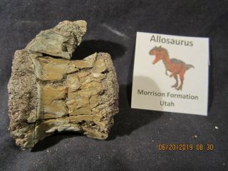 Dinosaur Bone Fossils Allosaurus Bone Morrison Formation Utah