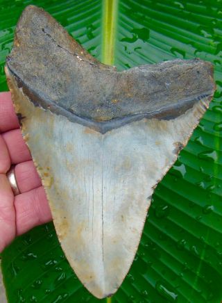 Megalodon Shark Tooth - XL 5 & 13/16 REAL Fossil Sharks Teeth - NO RESTORATIONS 2