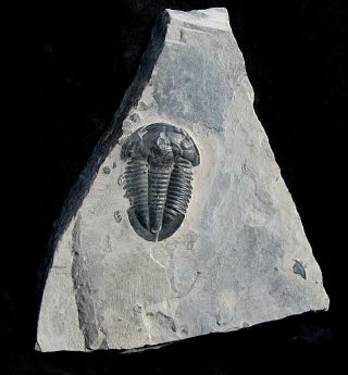 Extinctions - Cool Bitten Asaphiscus Trilobite Fossil W/two Baby Elrathia - Multi