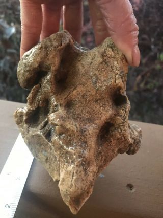 Dinosaur Bone Late Cret,  Co.  Plateau,  Norther Az - Skull Or Vertebrae