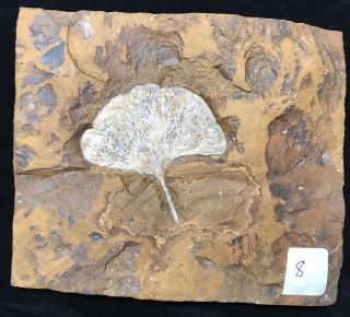 Very Large North Dakota Ginkgo Cranei Leaf Fossil