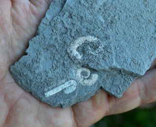 3 Small Heteromorph Ammonite Fossil Mortality Plate Aptian Bulgaria A45