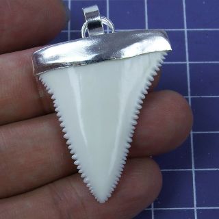 1.  633  Modern Upper Great White Shark Tooth Necklace Silver Cap Sn61