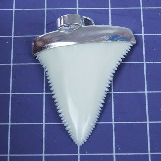1.  633  Modern Upper Great White Shark Tooth Necklace Silver Cap SN61 3