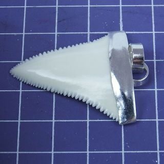 1.  633  Modern Upper Great White Shark Tooth Necklace Silver Cap SN61 4