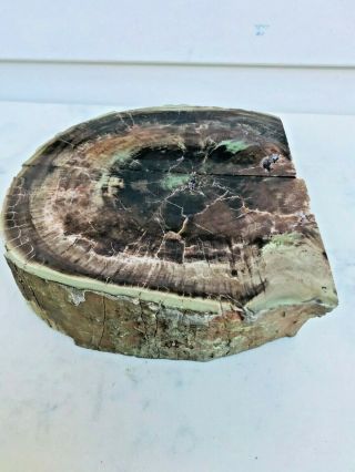 Split Pair Specimen Opalized/ Crystallized Petrified Wood,  Ciliata; Fossil 2