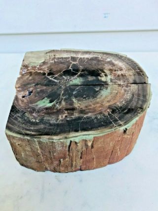 Split Pair Specimen Opalized/ Crystallized Petrified Wood,  Ciliata; Fossil 4