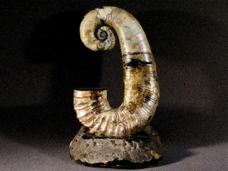 Ammonite From Russia Audoliceras
