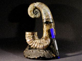 Ammonite from Russia AUDOLICERAS 2