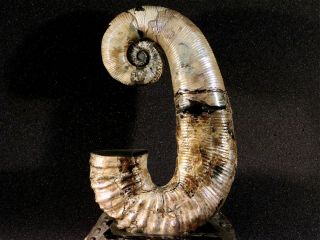 Ammonite from Russia AUDOLICERAS 3