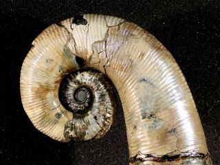 Ammonite from Russia AUDOLICERAS 4