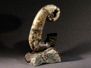 Ammonite from Russia AUDOLICERAS 6