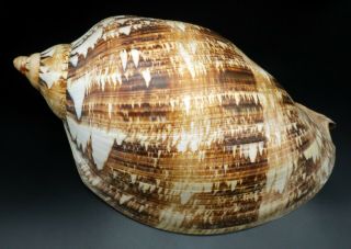 Huge Voluta Cymbiola Magnifica F,  /f,  285 Mm Seashell Australia Ig