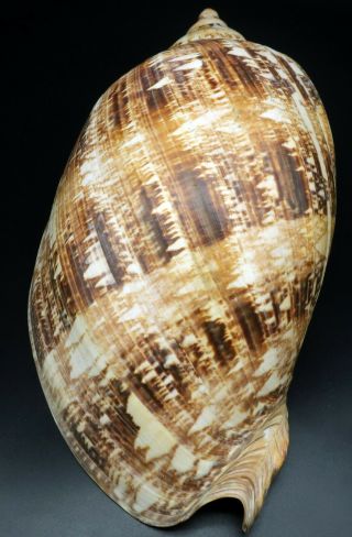 Huge Voluta Cymbiola magnifica F,  /F,  285 mm seashell Australia IG 4